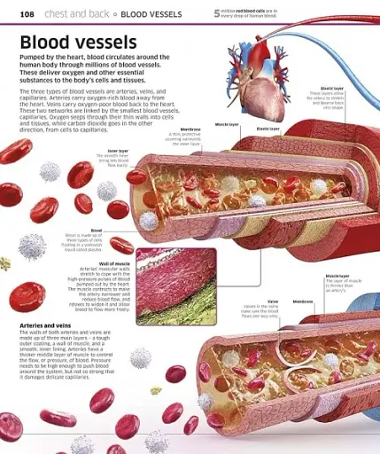 Knowledge Encyclopedia Human Body! - фото 4