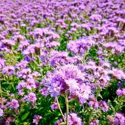 Фацелия "Медонос" (Зипер) ТМ "Весна" 8г (15705) - фото 1