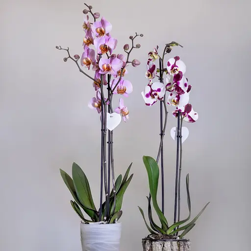 Добрива для орхідей у паличках COMPO - фото 10