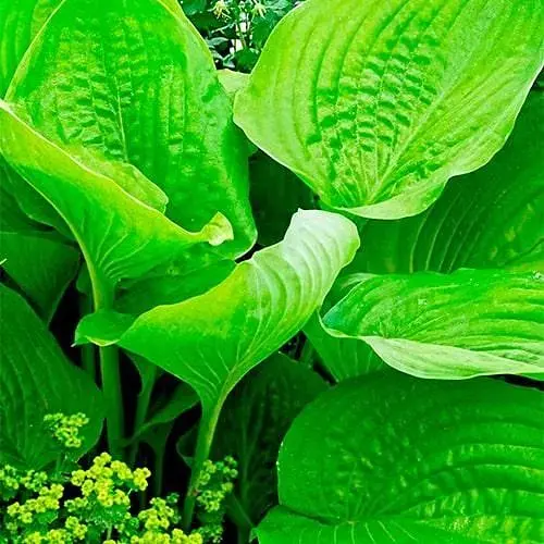 Хоста гібридна "Sum and Substance" С3 (186382) 1 саженец - фото 1