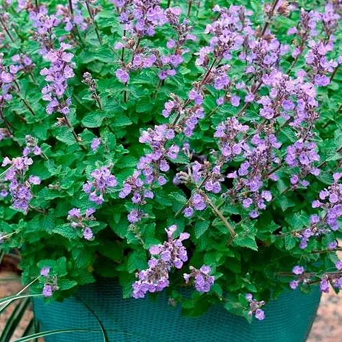 Котовник "Purrsian Blue" (Кошачья мята, непета) (187779) 1 саженец в упаковке - фото 1