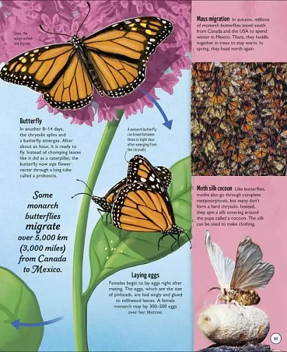 Life Cycles. Everything from Start to Finish - фото 5