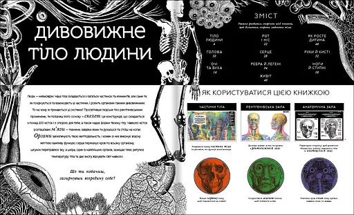 Прихований світ людського тіла. Автор Кейт Девіс - фото 7