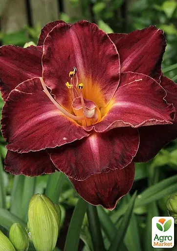 Лілейник «Burgundy Love» (190770) 1 шт - фото 2