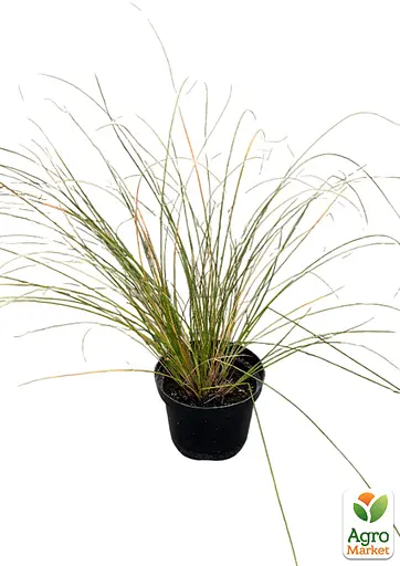 Осока теракотова "Prairie Fire" вазон С2 висота 20-40см (153284) 1 саженец - фото 3
