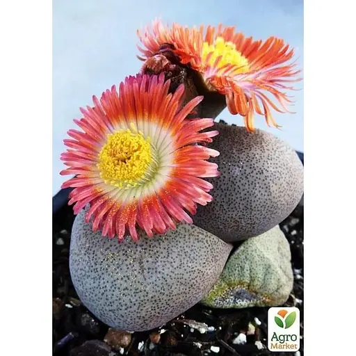 Літопси Agro-Market Живі Камені (Levend Steenje) (50624) 1 саджанець в упаковці (кімнатний) Нідерланди - фото 4