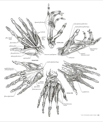 Anatomy for the Artist - фото 7