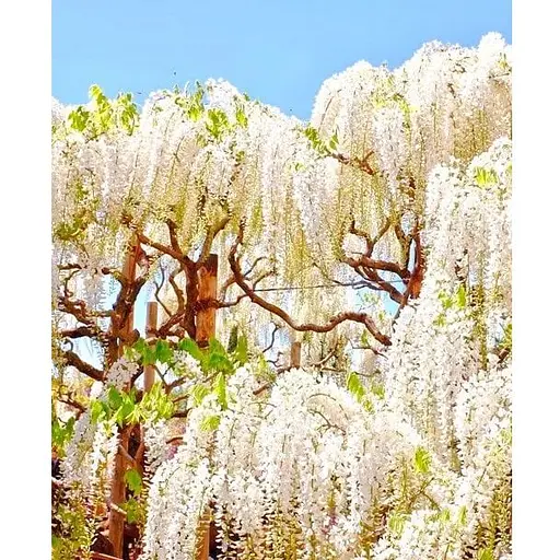 Глициния 3-х летняя японская "Альба" (Wisteria chinensis Longissima Alba) С2 высота саженца 60-100см (185368) 1 саженец Нидерланды - фото 1