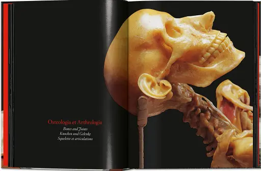 Anatomical Waxes. 45th Edition - фото 7