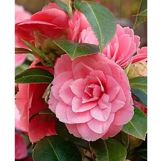 Камелия японская "Princess Baciocchi" (181736) 1 саженец - фото 1