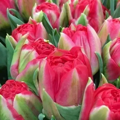 Тюльпан "Pamplona" (99946) 3 шт - фото 1