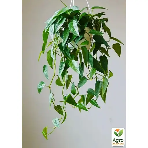 Эпипремнум Agro-Market Cebu Blue 20-30м (188205) 1 саженец в упаковке Нидерланды - фото 1
