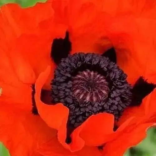 Мак червоний Весна 2г (86759) - фото 1