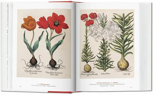 A Garden Eden. Masterpieces of Botanical Illustration. 40th Edition - фото 2