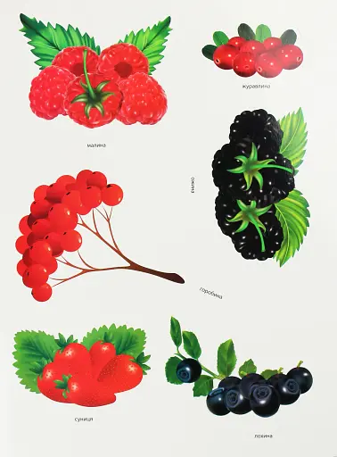 Дидактична гра. Назбирай лісових ягід та грибів - фото 2