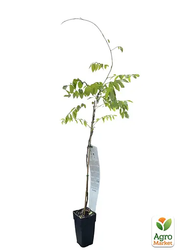 Глициния 3-х летняя японская "Альба" (Wisteria chinensis Longissima Alba) С2 высота саженца 60-100см (185368) 1 саженец Нидерланды - фото 2