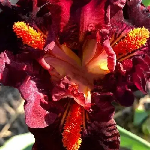 Ирис карликовый "Mordor" (183821) 1 шт - фото 1