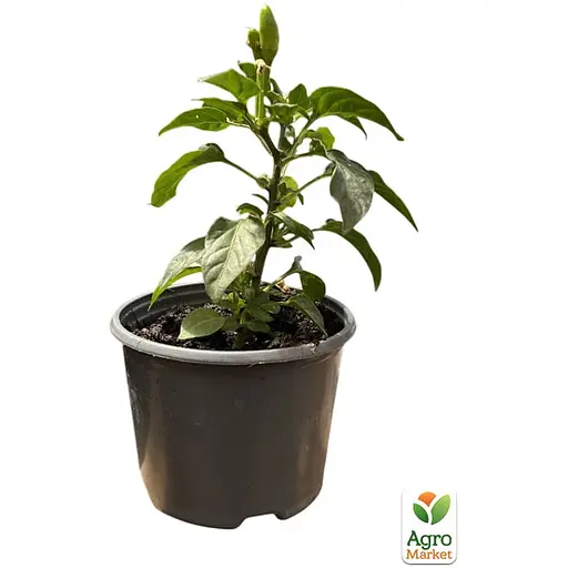 Перец комнатный "Yellow Red" острый (съедобный, декоративный) (100202) 1 саженец в упаковке - фото 2