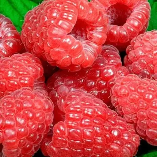 Малина Agro-Market "Сапфир" (поздний срок созревания) 1-летний саженец (189478) 1 шт в упаковке - фото 1