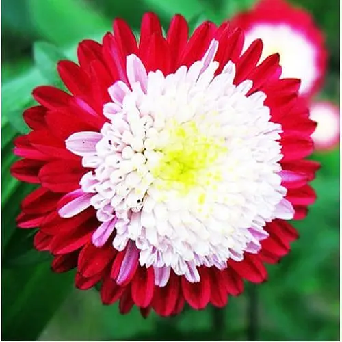 Насіння Айстра Насіння України Помпонна Зимова вишня 0.25 г (771400) - фото 2