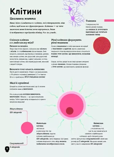 Тіло людини - фото 5