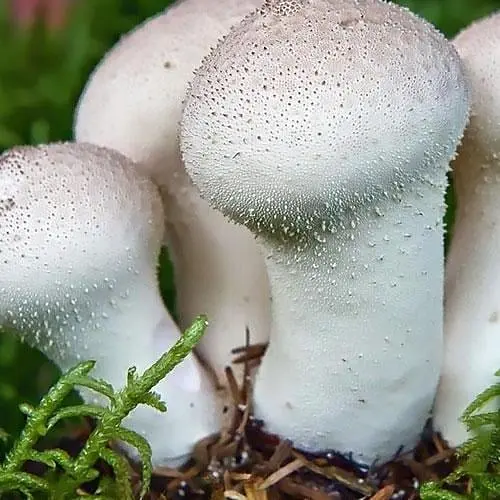 Сухий зерновий міцелій "Дощовик їстівний" 10г (45495) - фото 1