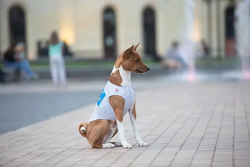 Майка для собак Waudog Clothes малюнок "Сміливість", M47, B 70-76 см, С 41-46 см - фото 8