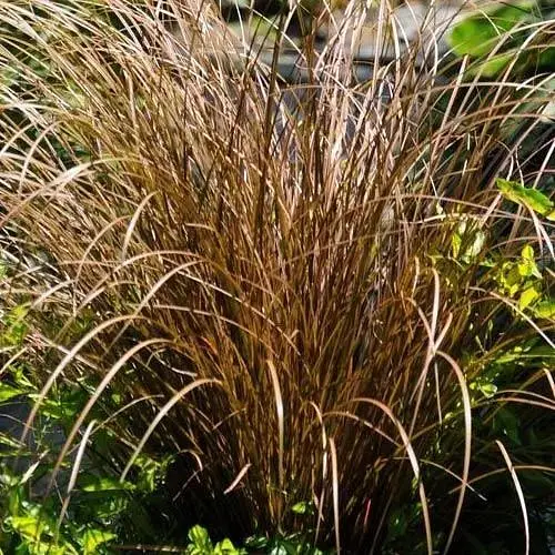 Осока Carex "Auburn" (вечнозеленый многолетник) (189633) 1 саженец - фото 1