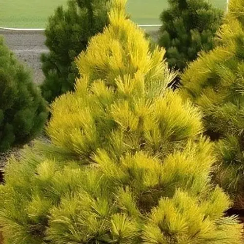 Сосна привитая Agro-Market 2-х летняя густоцветковая Aurea С2 высота 30-40 см 187460 1 саженец в упаковке - фото 1