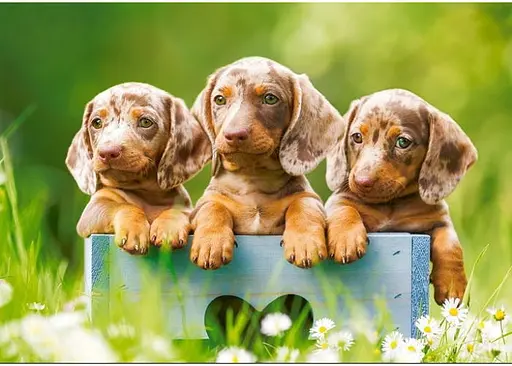 Пазл Castorland Милые такси 500 эл. (B-53605) - фото 2