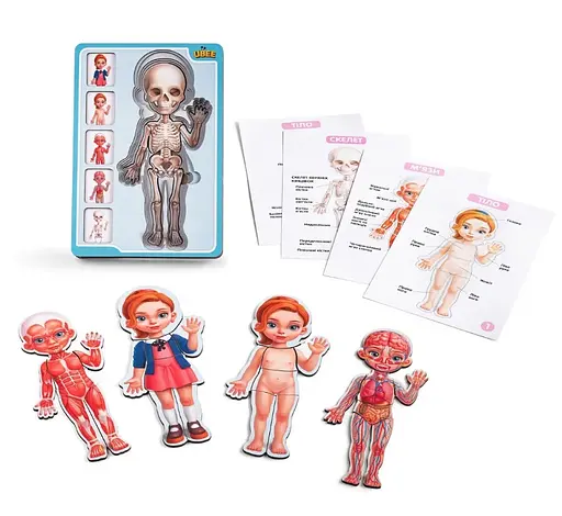 Сортер багатошаровий дерев'яний Анатомія людини Дівчинка Ubee ПСФ025