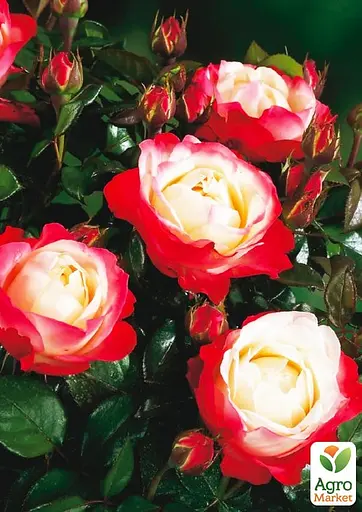 Роза в контейнере чайно-гибридная "Nostalgie" (саженец класса АА+) (180847) 1 саженец - фото 3