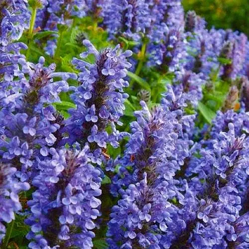 Котовник "Laguna Blue" (Nebula Fassen) (187780) 1 саженец в упаковке - фото 1