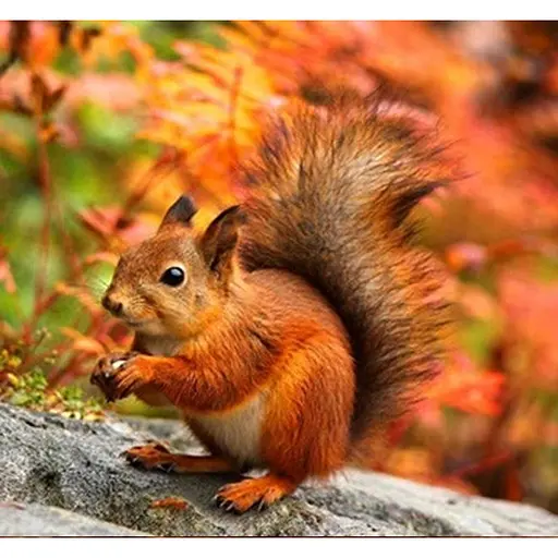 Алмазна мозаїка картини за номерами зі стразами на підрамнику "Білочка" 30*30 см (ME21354) - фото 1