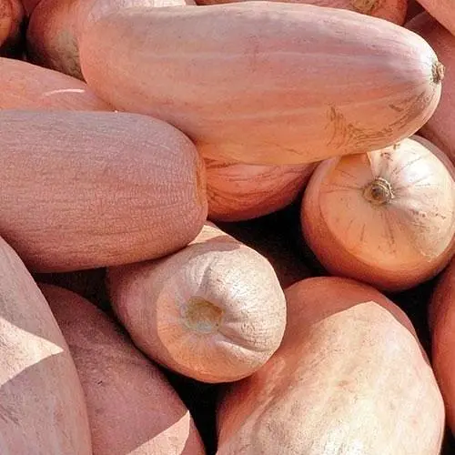 Тыква Весна Розовый банан (в банке) Органик 20г (45422) - фото 2