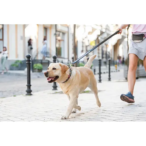 Ошейник для собак кожаный Waudog Design с QR-паспортом "Пончики" XL Ш 35 мм Д 46-59 см черный - фото 7