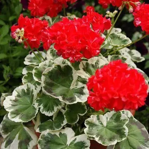 Пеларгонія строкатолиста "Oliver Welfare" (185481) 1 саженец - фото 1