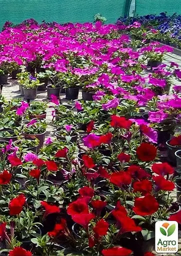 Сурфиния "Berry Mousse" (контейнер №10 высота 10-15 см) (47996) 1 саженец - фото 2