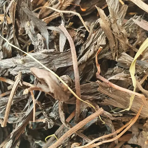 100 г вене́рин башмачо́к настоя́щий обыкновенный трава - свежий урожай