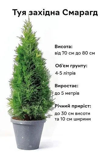 Туя Semi Смарагд західна пірамідальна крона 70-80 см 1 шт. об'єм ґрунту 4 л - фото 4