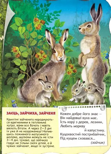 Малятко-розумнятко. Лісові тварини - фото 4