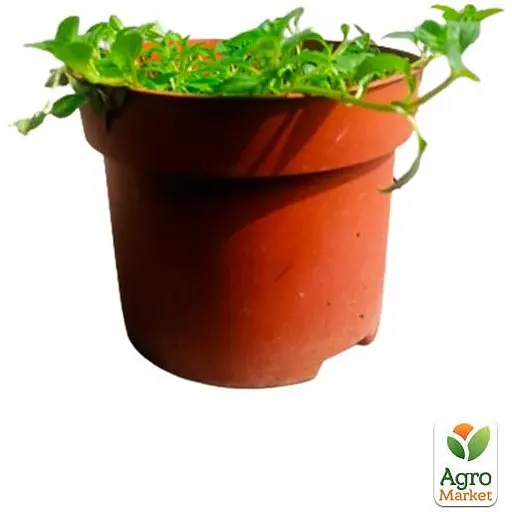 Мята Корсиканская ампельная "Mini-Mint" кашпо C3 (72038) 1 саженец в упаковке - фото 2