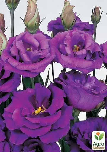 Еустома махрова "Advantage Purple" укорінена в контейнері Р9 (50469) 1 саженец - фото 2