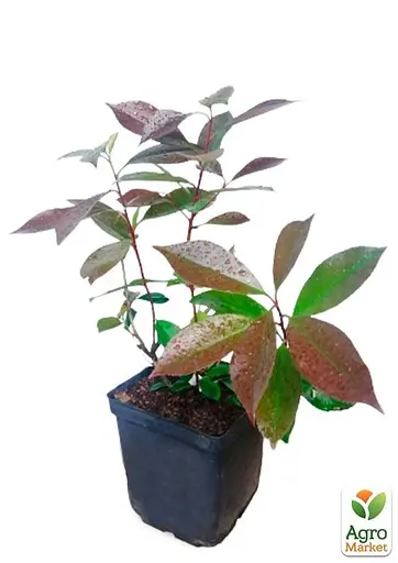 Фотинія Фразера "Red Robin" вазон С3 висота 25-60см (93951) 1 саженец - фото 2