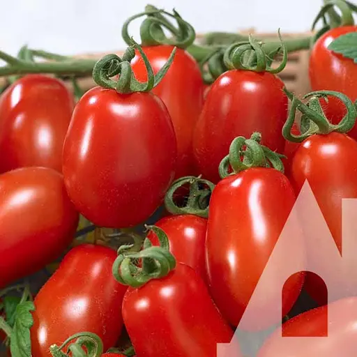 Томат Садиба Центр Колібрі F1, 10 шт.