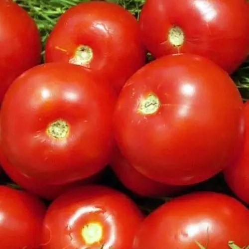 Томат Весна Волгоградський (у банці) Органік 3г (45444) - фото 2