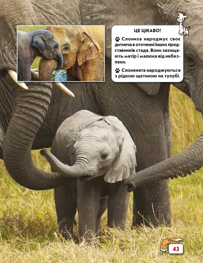 Світ навколо нас. Малята тварин - фото 5