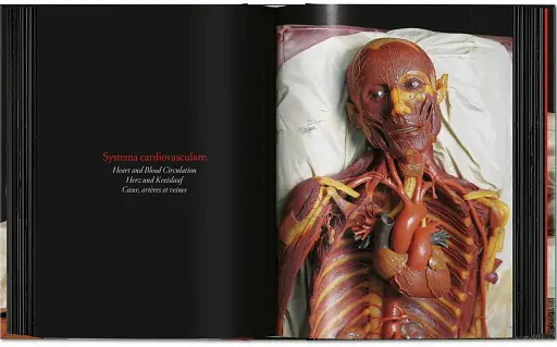 Anatomical Waxes. 45th Edition - фото 15