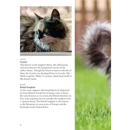 Cats - Фотопулос Джулианна - фото 5