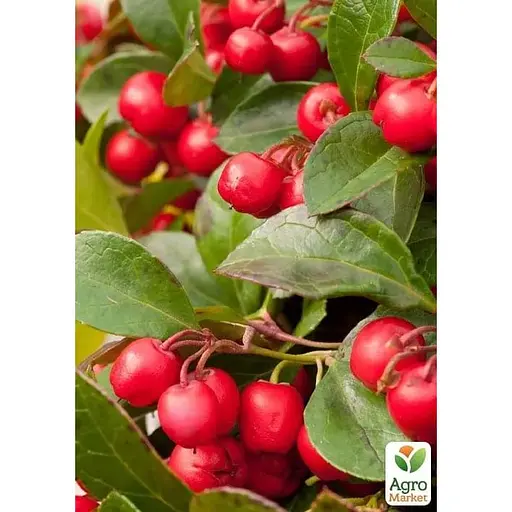 LMTD Гаультерия Agro-Market Big Berry с плодами (высота 15-25см) (182536) 1 саженец в упаковке комнатный  - фото 2